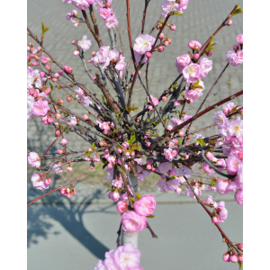 Čerešňa okrasná (Prunus serrulata) ´ACCOLADE´- výška 240-260 cm, obvod kmeňa 12/14 cm, kont. C25L - NA KMIENKU